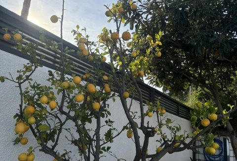 CITRONNIER